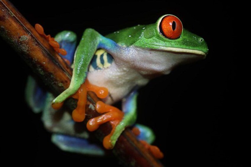 La Fortuna Night Walk at Arenal Volcano: Rainforest Wildlife Tour 1