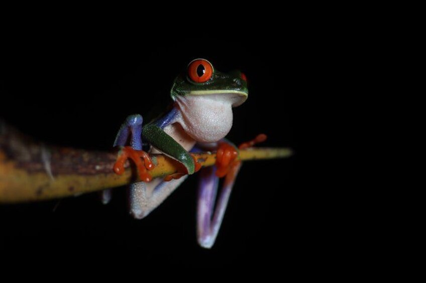 La Fortuna Night Walk at Arenal Volcano: Rainforest Wildlife Tour 4