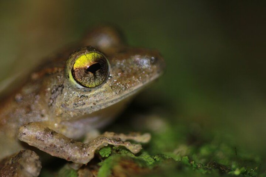 La Fortuna Night Walk at Arenal Volcano: Rainforest Wildlife Tour 5