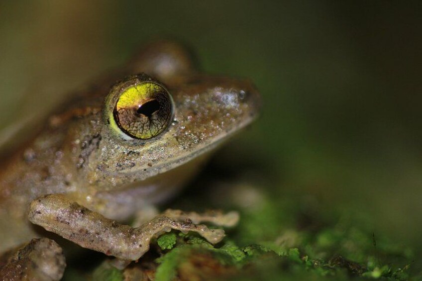 La Fortuna Night Walk at Arenal Volcano: Rainforest Wildlife Tour 5