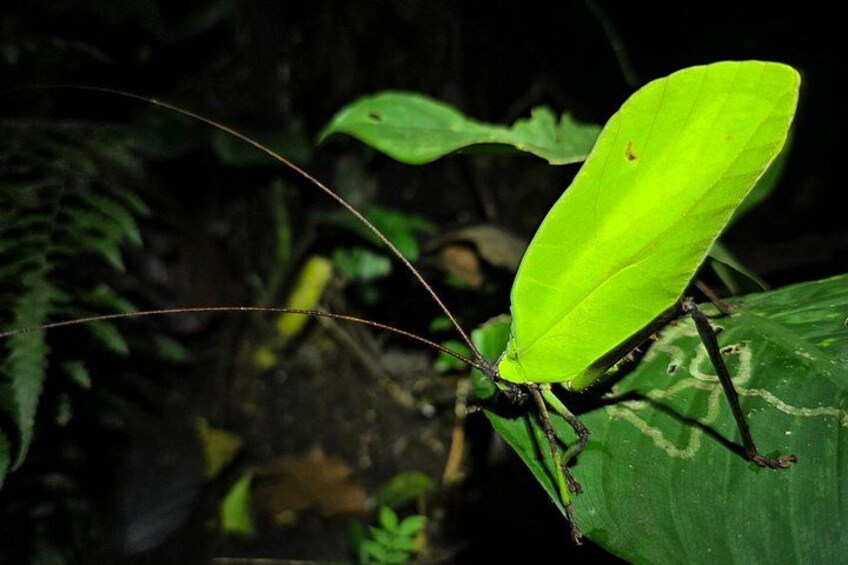La Fortuna Night Walk at Arenal Volcano: Rainforest Wildlife Tour 3