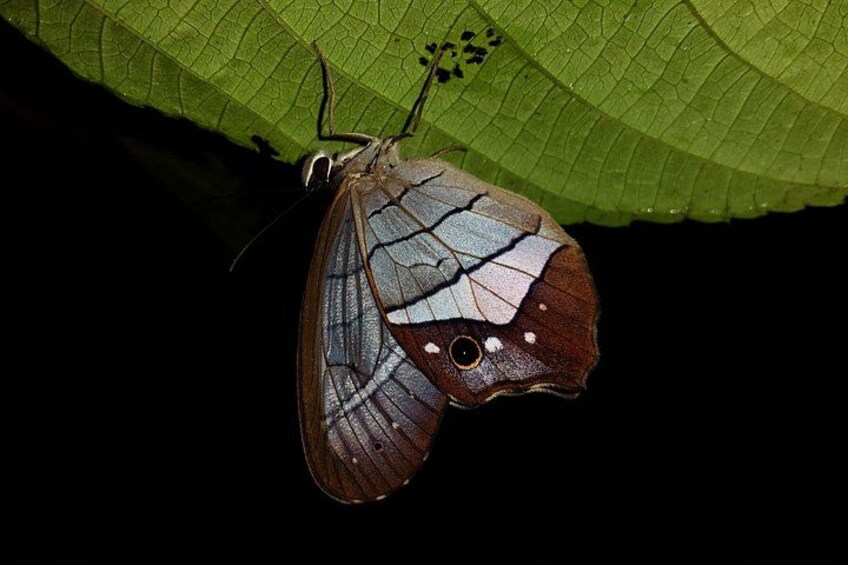 La Fortuna Night Walk at Arenal Volcano: Rainforest Wildlife Tour 4