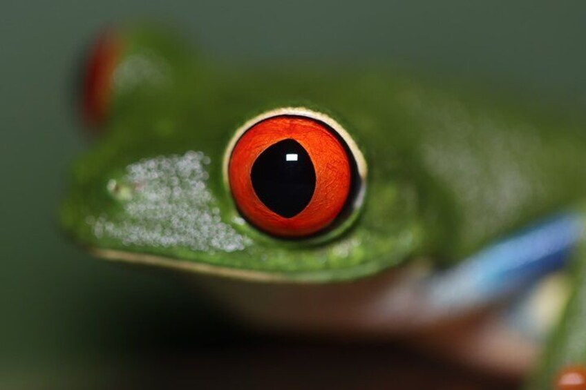 La Fortuna Night Walk at Arenal Volcano: Rainforest Wildlife Tour 2