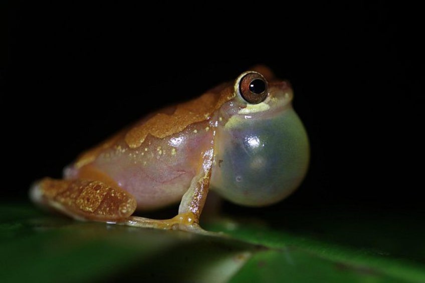 A frog with a transparent belly, sitting on a green leaf. 2