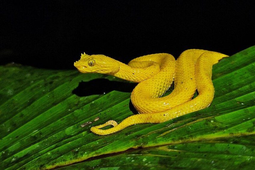 La Fortuna Night Walk at Arenal Volcano: Rainforest Wildlife Tour 3