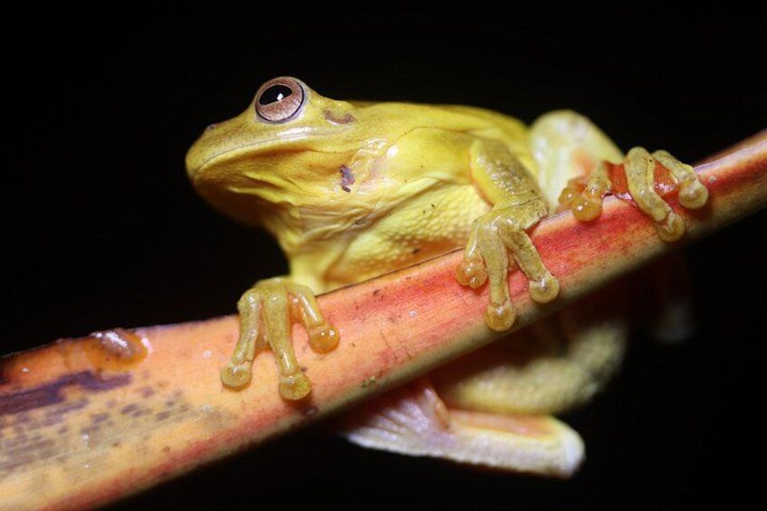La Fortuna Night Walk at Arenal Volcano: Rainforest Wildlife Tour 2
