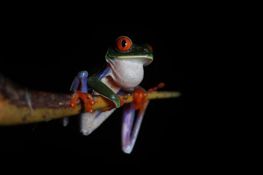 La Fortuna Night Walk at Arenal Volcano: Rainforest Wildlife Tour 4