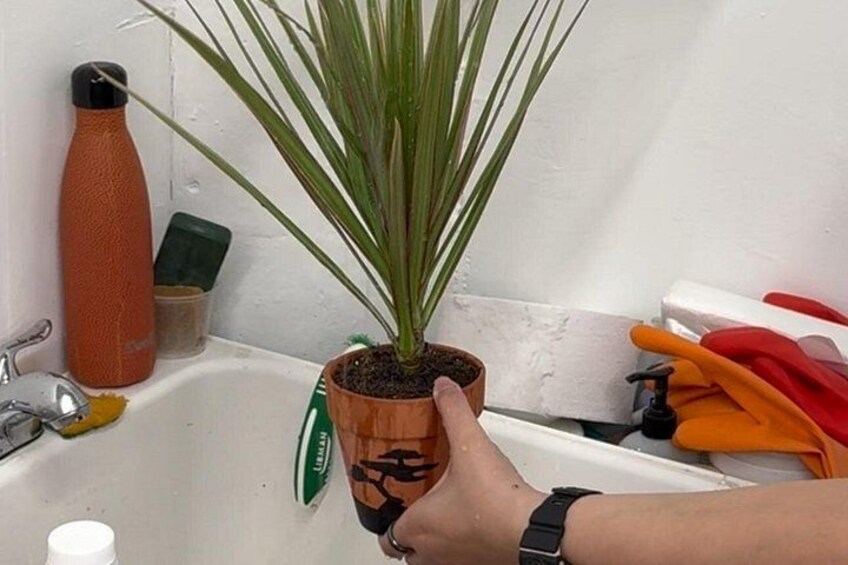 Eine Hand hält einen Blumentopf über einem Waschbecken. 2