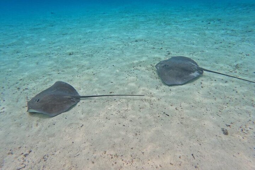 Two stingrays on a sandy seabed with clear water. 4