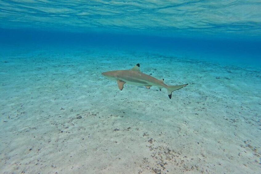 A shark swimming near the ocean floor. 2
