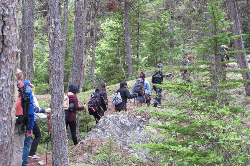 A group of hikers in a forested area with trees and rocky terrain. 3