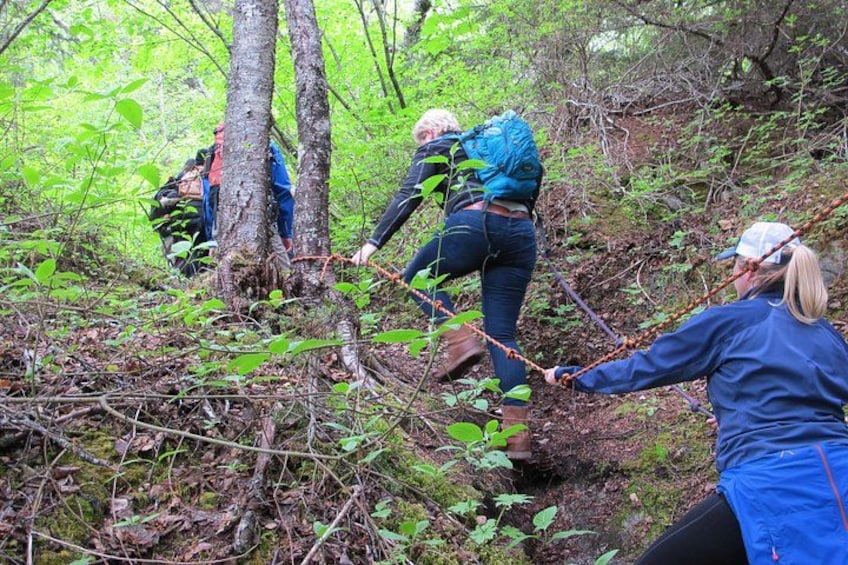 People hiking in a forest with dense foliage and trees. 2