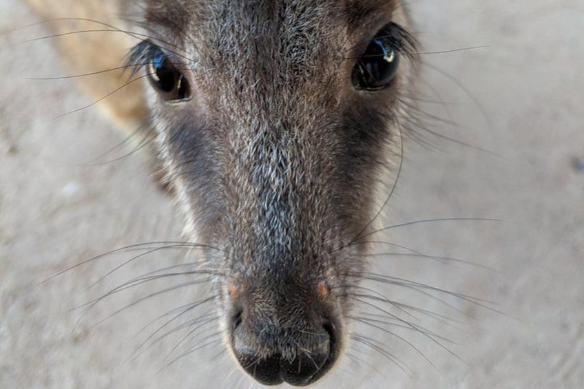 Eine Nahaufnahme des Gesichts eines Tieres, wobei Augen und Nase im Fokus liegen. 1