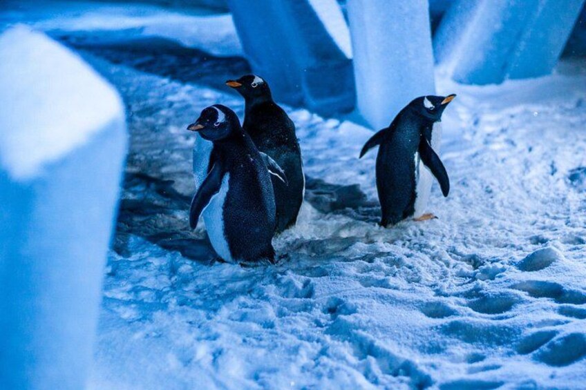 Skip-the-line Montreal Biodome Private Tour with Tickets 3