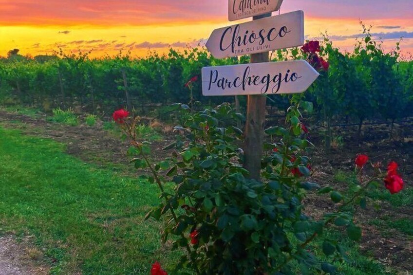 A vineyard with a signpost indicating directions to Chiosco and Parcheggio. 2