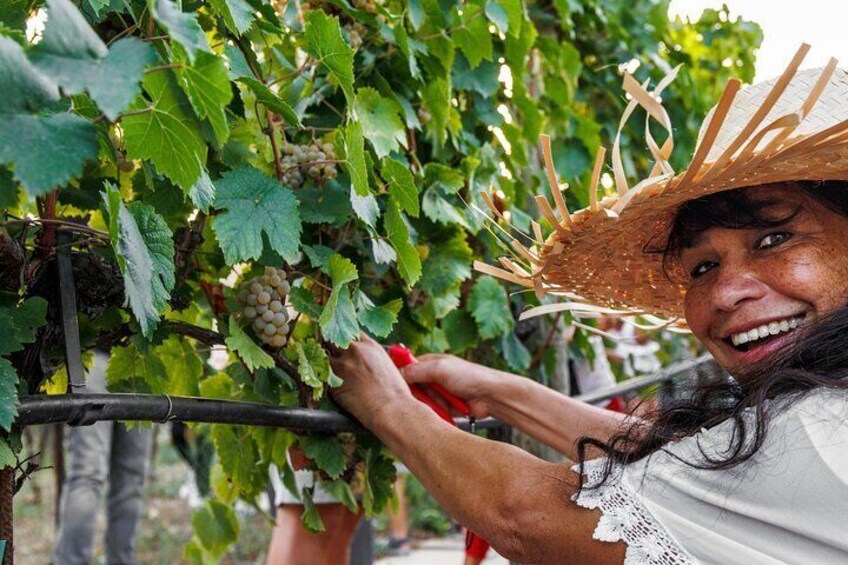 A person harvesting grapes from a vine in a vineyard. 1
