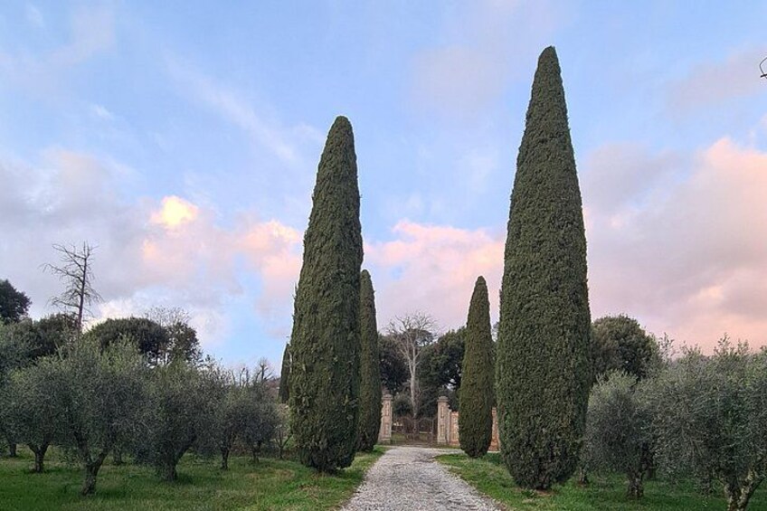 Avenue of Cypresses 3