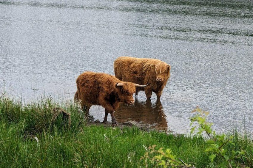 Two Highland cattle by a calm body of water. 3