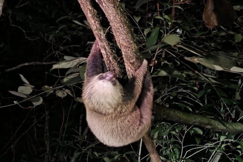 Monteverde Night Experience 2