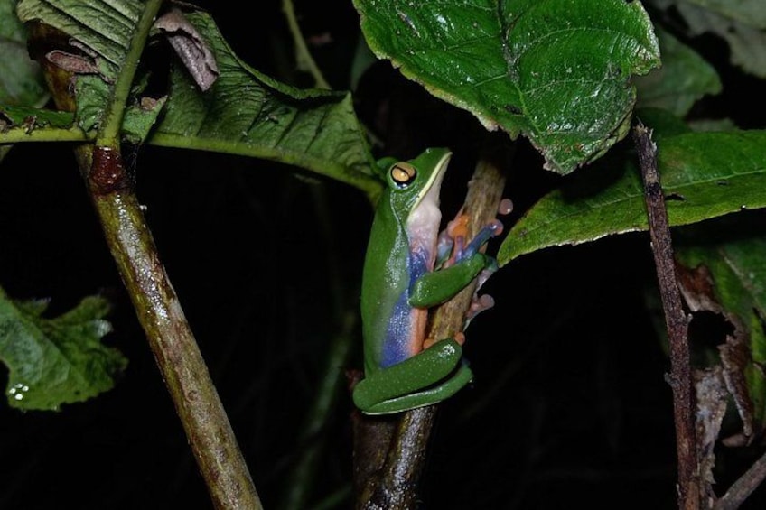 Een groene kikker met blauwe en oranje tekeningen op een tak. 1