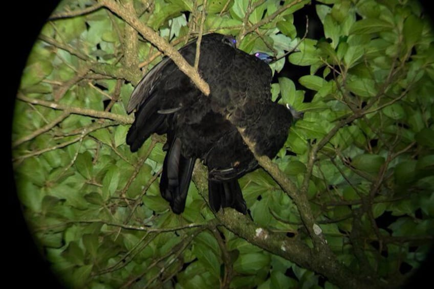 Monteverde Night Experience 5