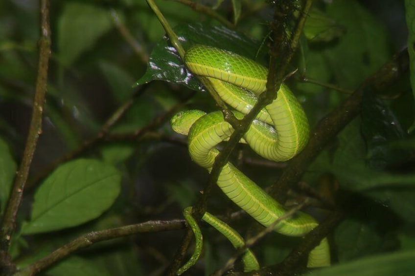 Monteverde Night Experience 4