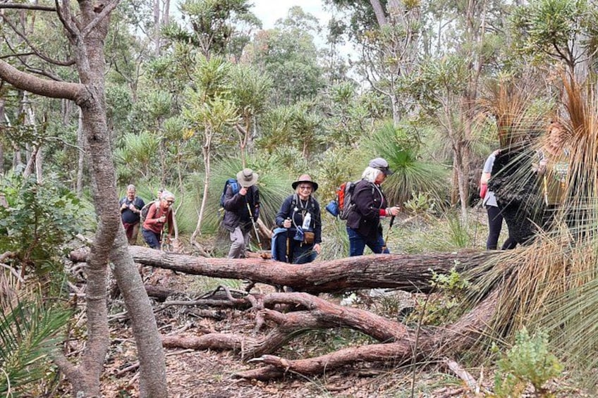 A group of hikers navigating a forest with fallen trees and dense vegetation. 3