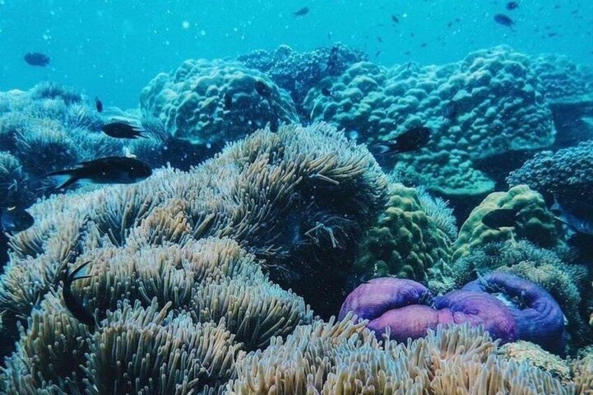 A vibrant coral reef with various types of corals and fish. 2