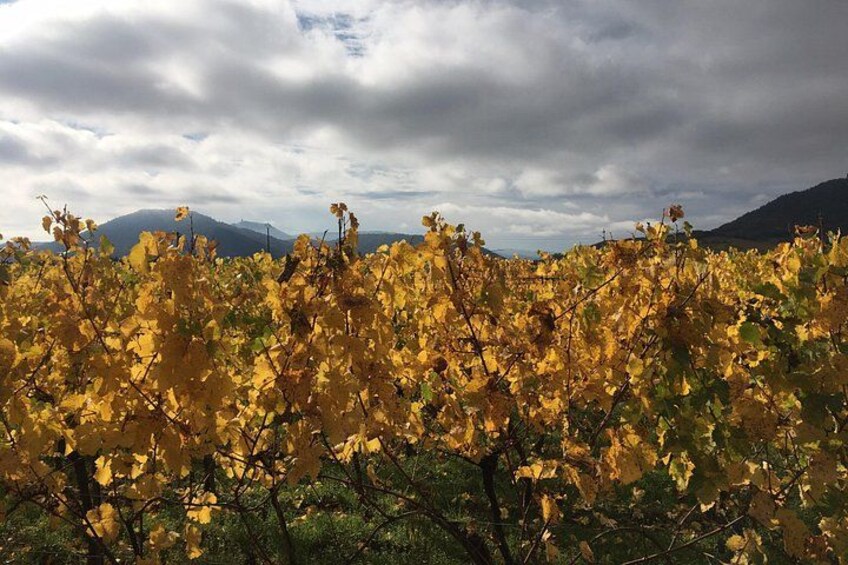 5H00 ALSACE PRIVATE TOUR-Castle, Villages, Wine, Friendly Driver 5