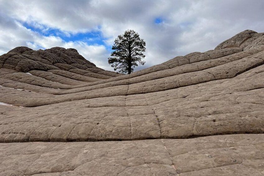 A rocky landscape with layered formations and a lone tree. 1