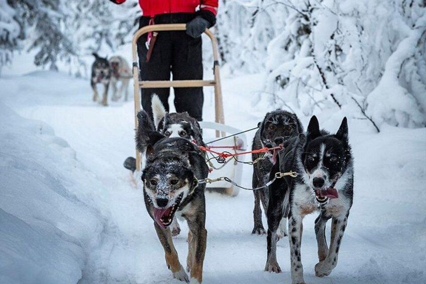 Två slädhundar drar en släde genom ett snötäckt landskap. 2