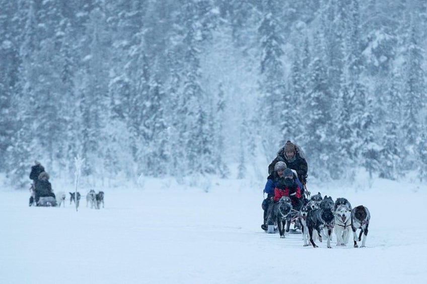 En person som åker på en släde som dras av hundar i en snöig skog. 1