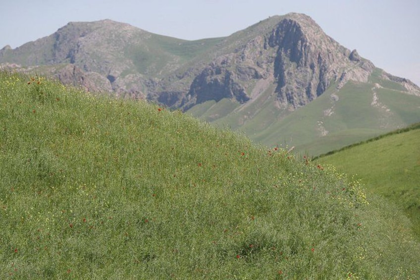 Una colina cubierta de hierba con flores silvestres y una montaña al fondo. 2