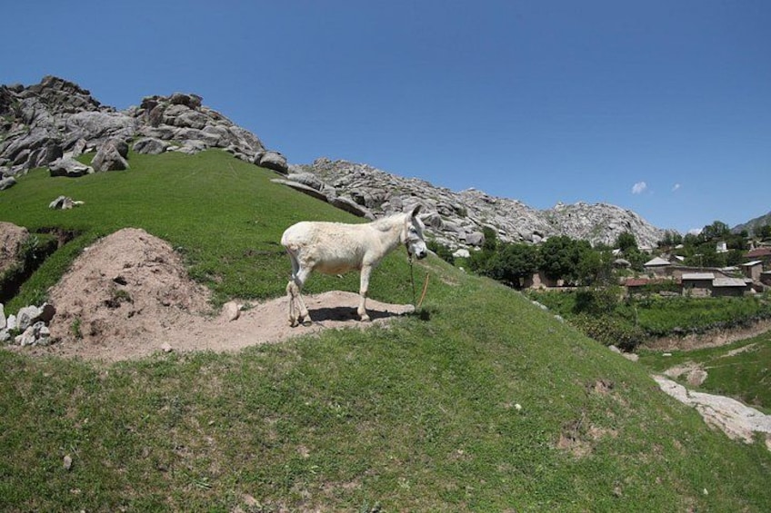 Una cabra sobre una colina cubierta de hierba, con montañas rocosas al fondo. 3