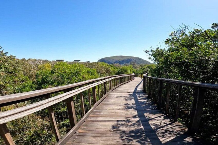 Iconic Views of Mt Coolum from the Boardwalk Lookout: Easy Peasy Novotel North e-Bike Tour Experience 4