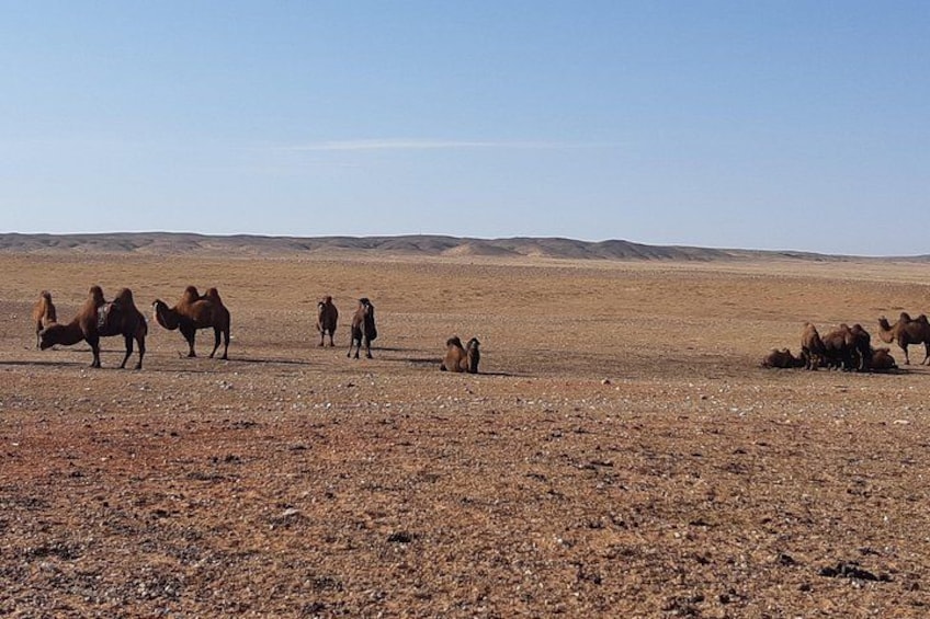 A desert landscape with camels grazing. 4