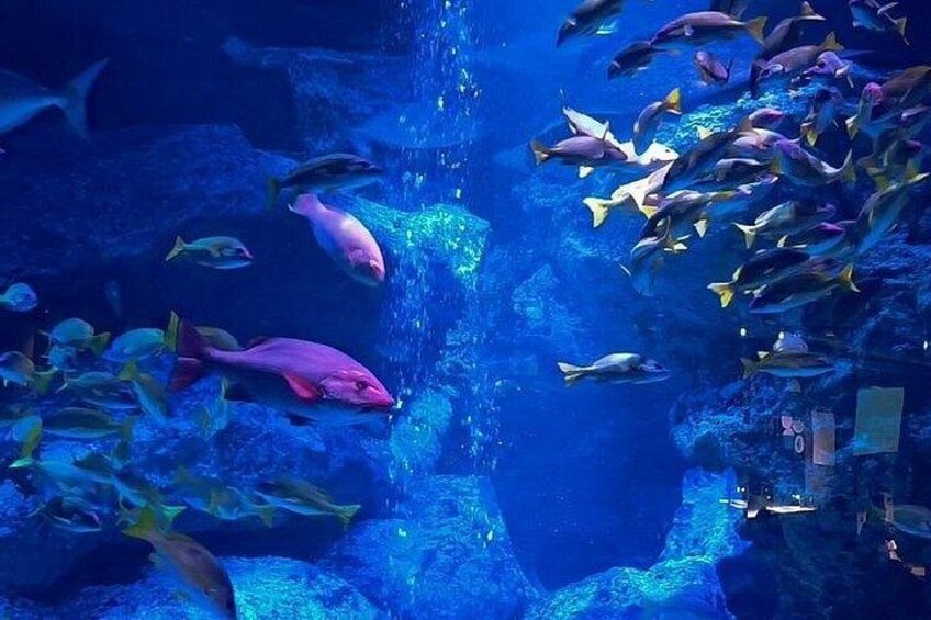 Ein Aquarium mit verschiedenen Fischarten, die in einem großen Becken schwimmen. 1
