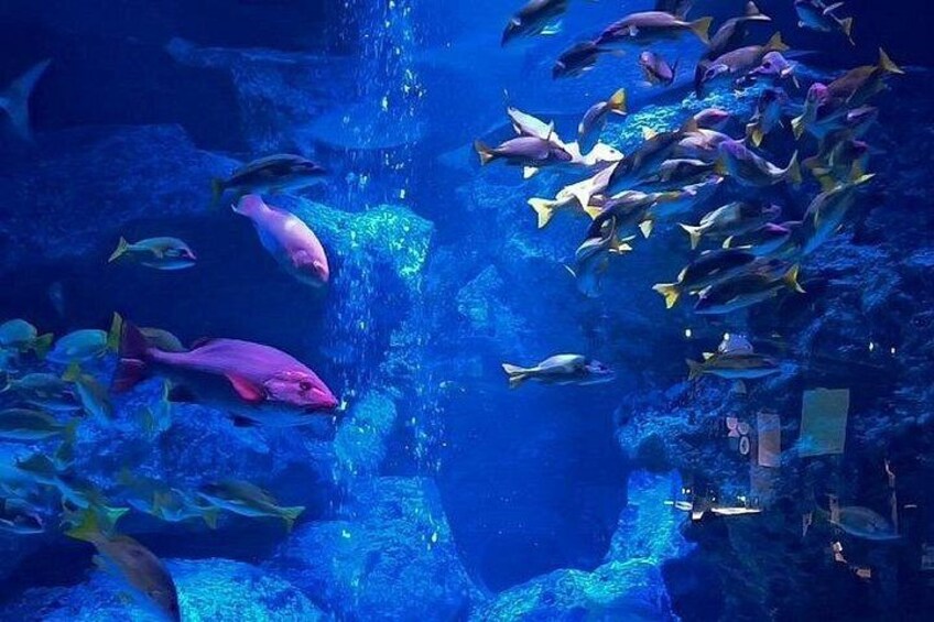 Ein Aquarium mit verschiedenen darin schwimmenden Fischen. 2