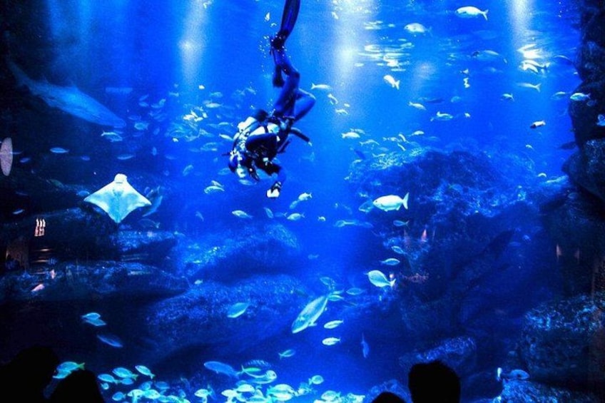 Eine Unterwasseransicht mit einem Taucher, Fischen und Korallenformationen. 3