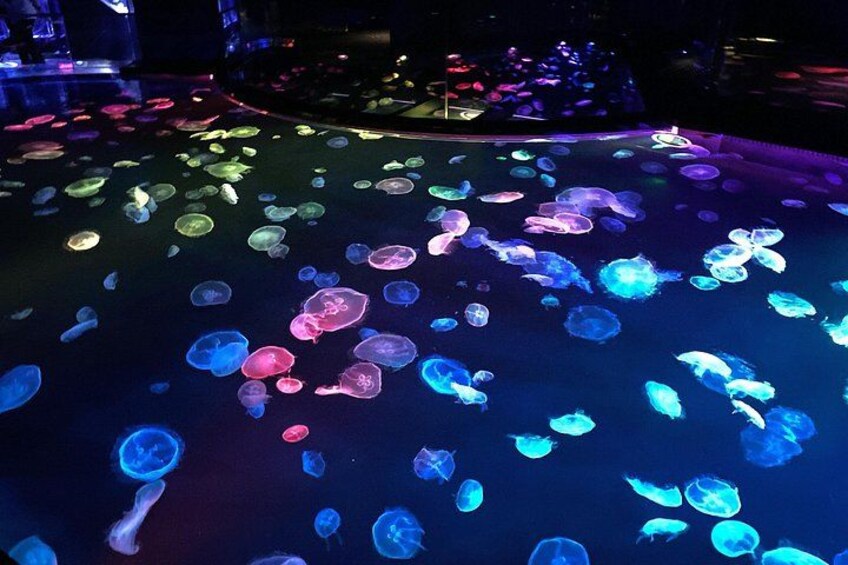 Ein großes Aquarium mit verschiedenen Quallen, beleuchtet in unterschiedlichen Farben. 5
