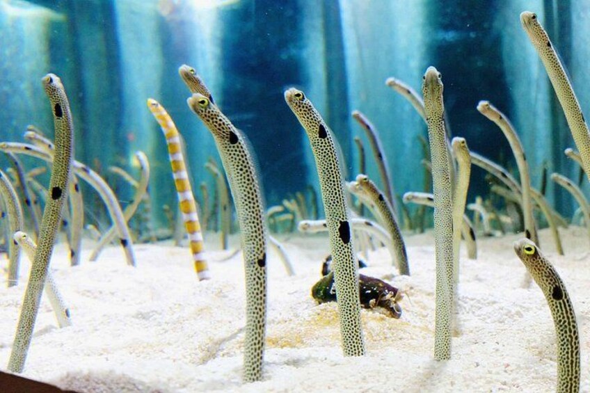 Eine Gruppe schlanker, gefleckter Fische in einem Aquarium. 4
