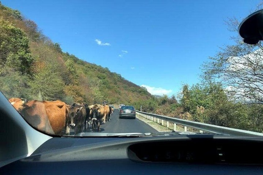 Eine Autobahn, überquert von einer Kuhherde, umgeben von Hügeln und Bäumen. 1