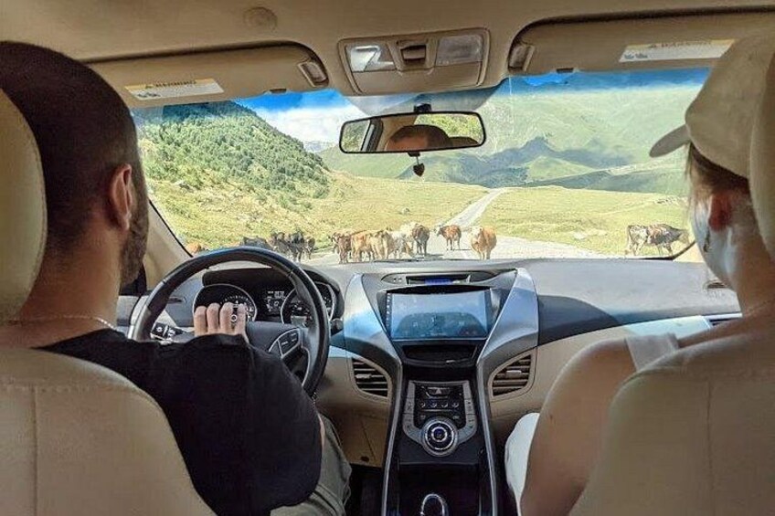 A car interior with a driver and a passenger, a steering wheel, dashboard, and a view of a herd of cows on a road. 1