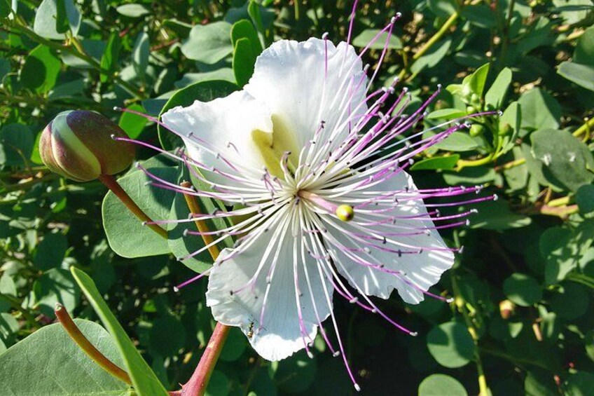 Een witte bloem met lange paarse meeldraden, omringd door groene bladeren. 2