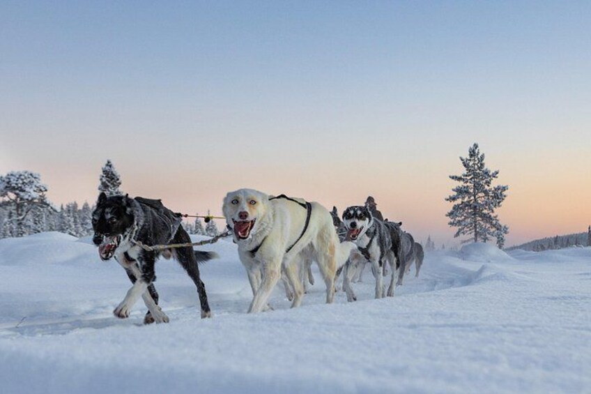 Un attelage de chiens de traîneau tirant une luge sur un terrain enneigé, avec des arbres en arrière-plan. 4