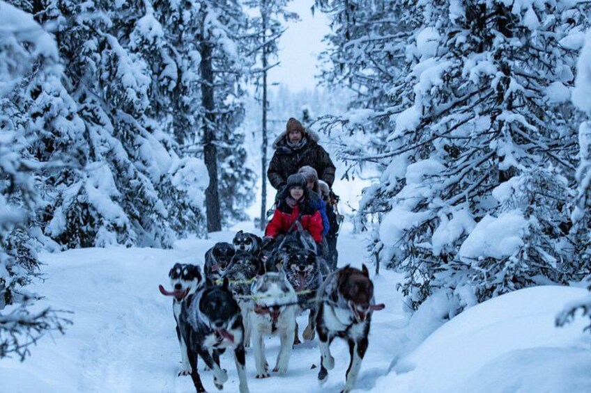 Un attelage de chiens de traîneau tirant une luge à travers une forêt enneigée. 3