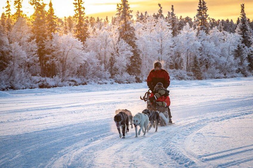 Une personne vêtue d’une veste rouge est assise sur une luge tirée par des chiens, sur un sentier enneigé, avec des arbres en arrière-plan. 1