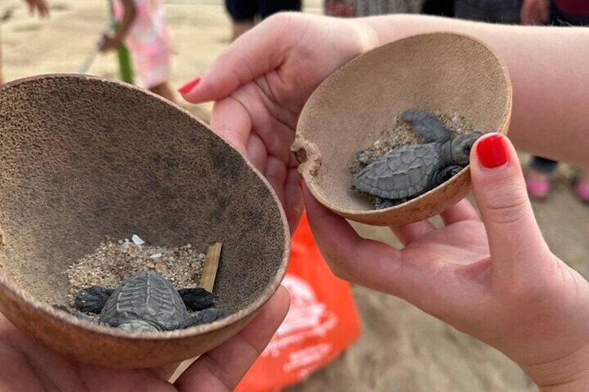 Une personne tenant un bol dans lequel se trouve une tortue. 3