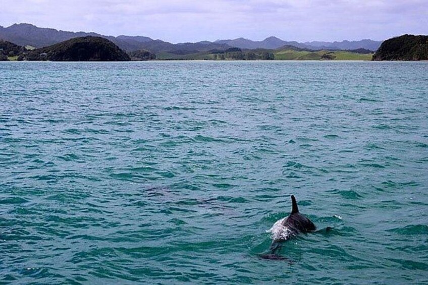 Dolphins Watching 2