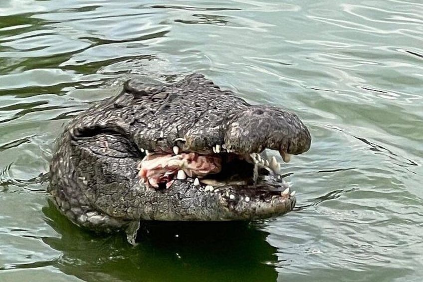 A crocodile with its mouth open, revealing sharp teeth and a visible tongue. 2